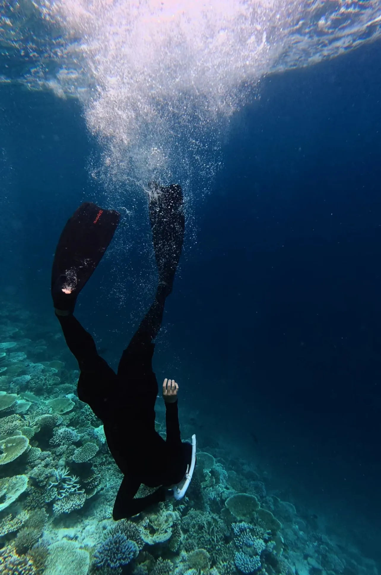 A diver descending through blue water above a reef.